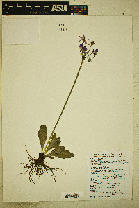 Primula clevelandii image