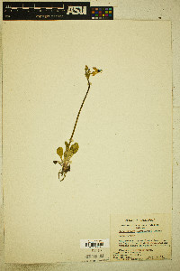 Primula clevelandii image