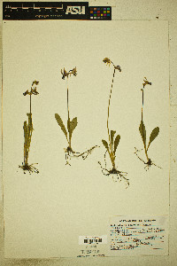 Dodecatheon conjugens image