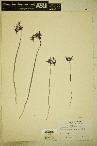 Image of Dodecatheon cylindrocarpum