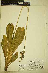Dodecatheon jeffreyi subsp. jeffreyi image