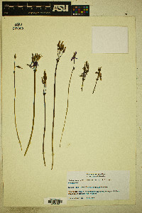 Dodecatheon pulchellum subsp. pulchellum image