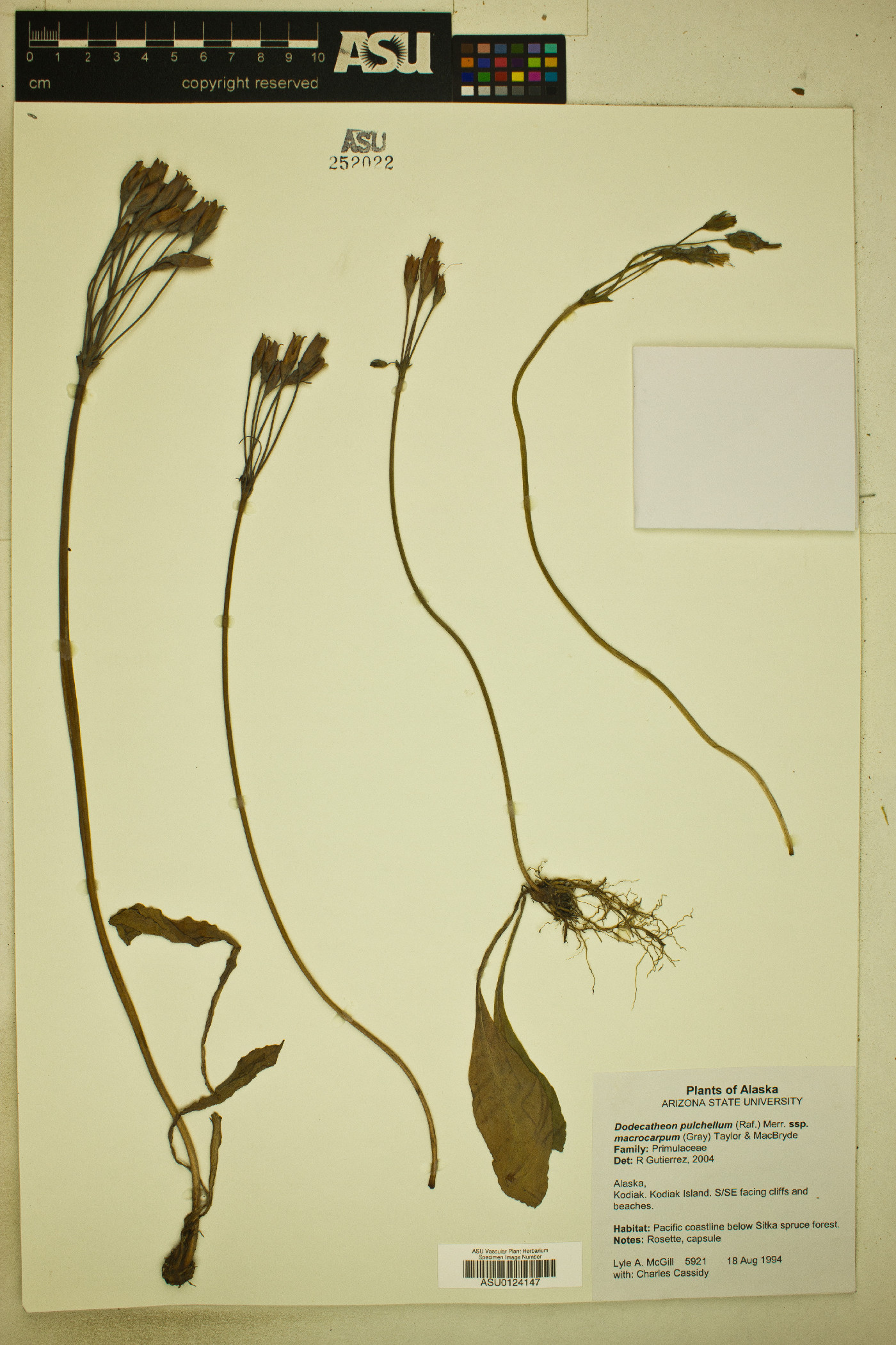 Dodecatheon pulchellum subsp. macrocarpum image