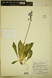 Dodecatheon pulchellum var. zionense image