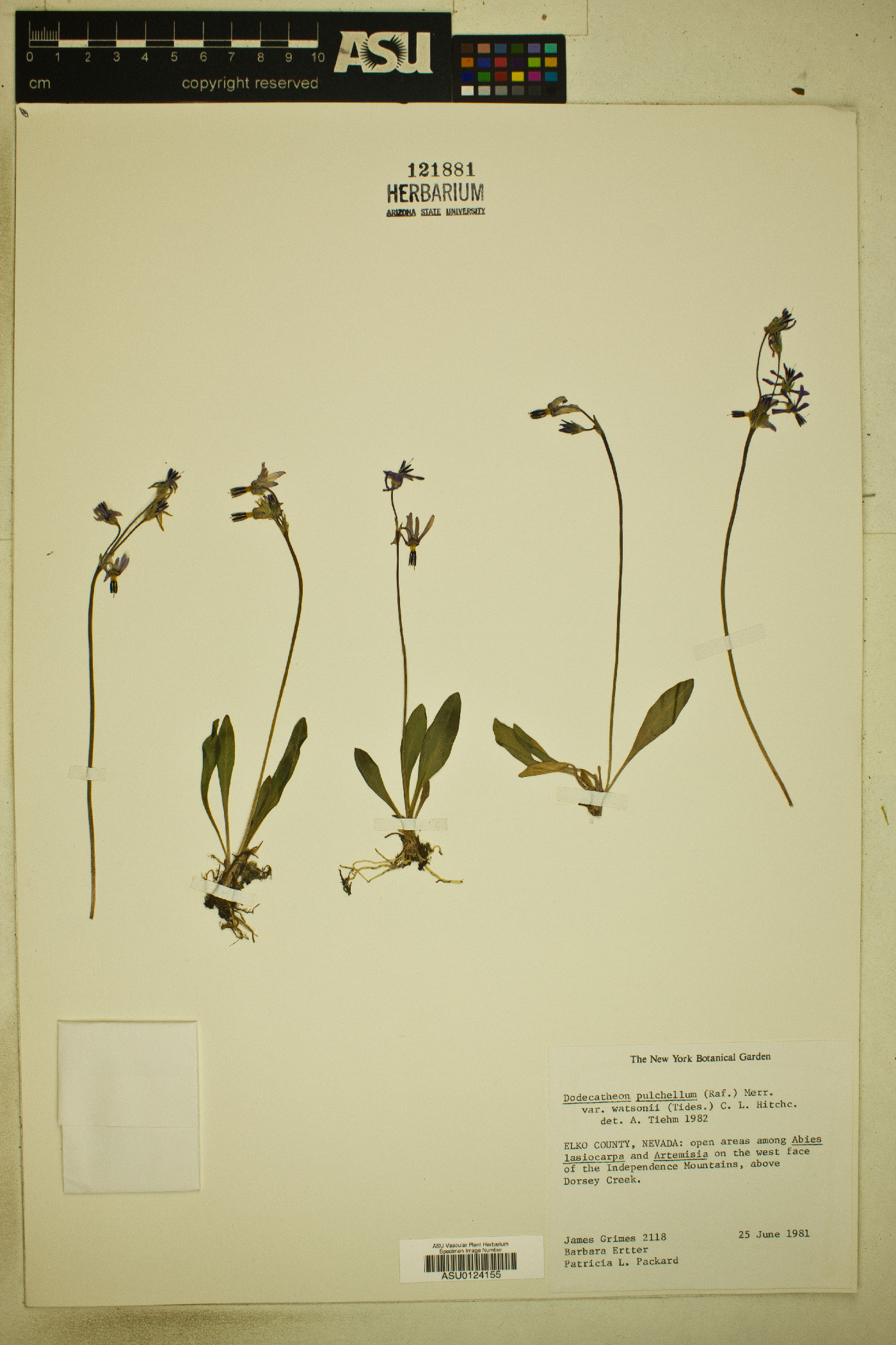 Dodecatheon pulchellum subsp. pulchellum image