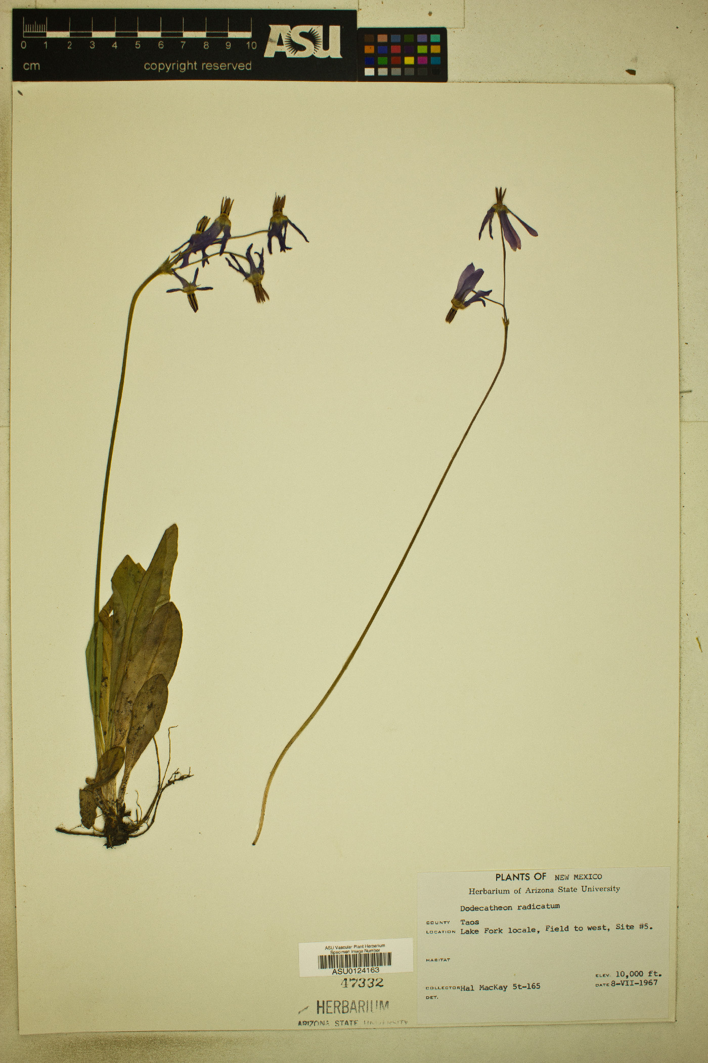 Dodecatheon pulchellum subsp. pulchellum image