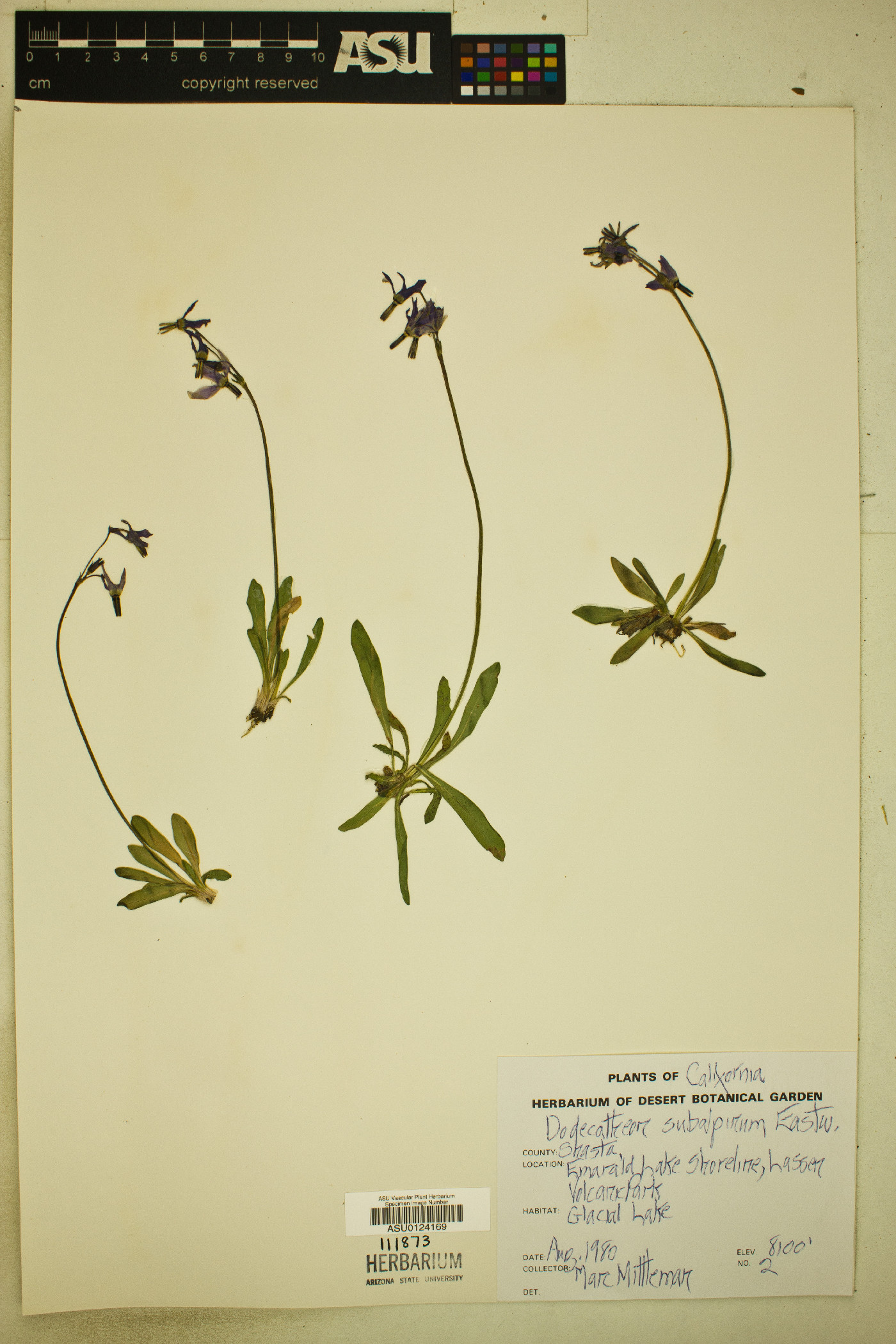 Dodecatheon subalpinum image