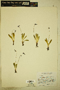Dodecatheon subalpinum image