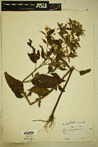 Image Associated With the Occurence