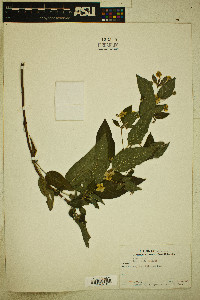Image Associated With the Occurence