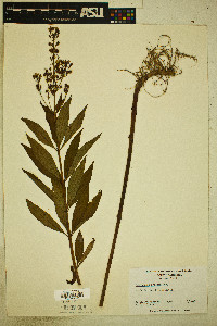 Lysimachia fraseri image