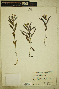 Lysimachia lanceolata image