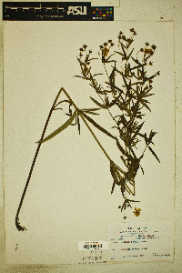 Lysimachia longifolia image