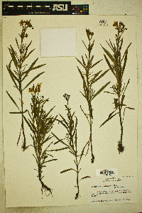 Lysimachia quadriflora image