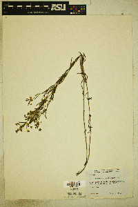 Lysimachia quadriflora image