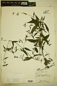 Lysimachia radicans image