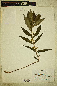 Lysimachia thyrsiflora image