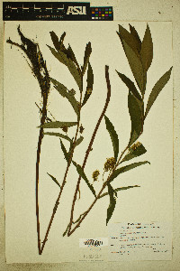 Lysimachia thyrsiflora image