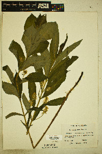 Lysimachia thyrsiflora image