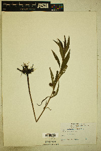 Lysimachia thyrsiflora image