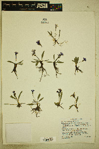 Primula cusickiana image