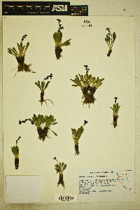 Primula nevadensis image