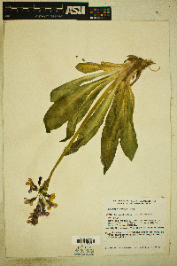 Primula parryi image