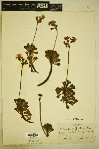 Primula suffrutescens image