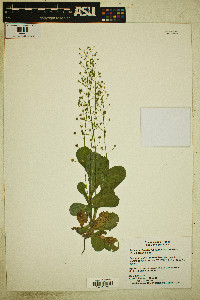 Samolus ebracteatus var. cuneatus image