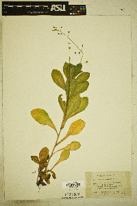 Samolus ebracteatus image