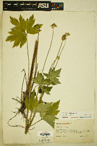 Anemone cylindrica image