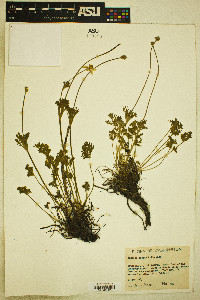 Pulsatilla occidentalis image