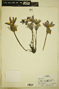 Pulsatilla patens image