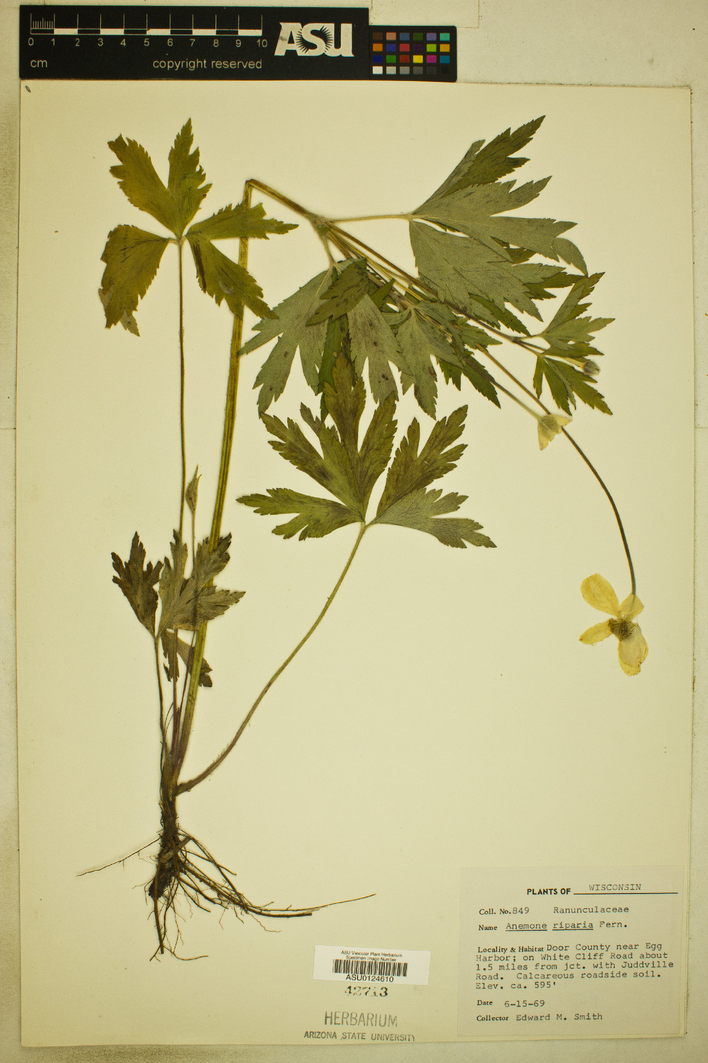 Anemone riparia image