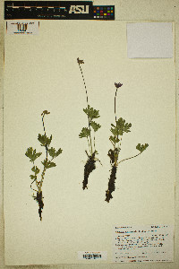 Image of Anemone tetonensis