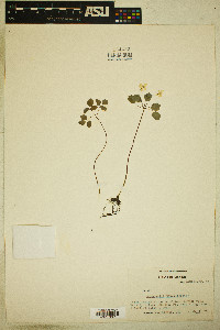 Anemonella thalictroides image