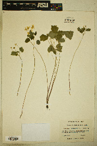 Anemonella thalictroides image