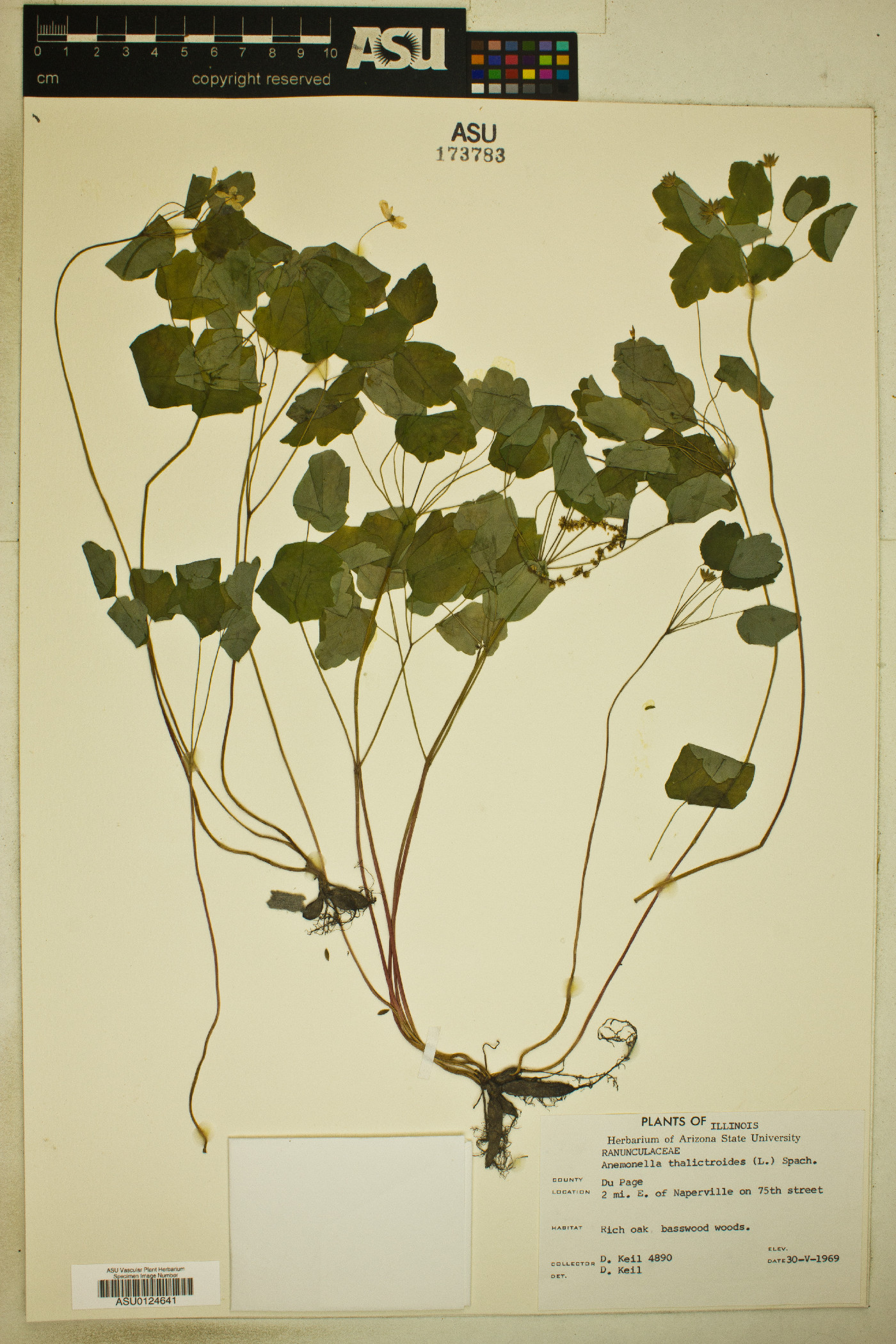 Anemonella thalictroides image