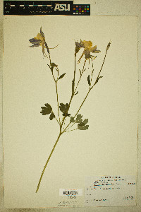 Aquilegia coerulea image