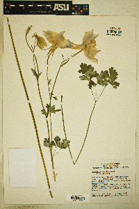 Aquilegia coerulea image