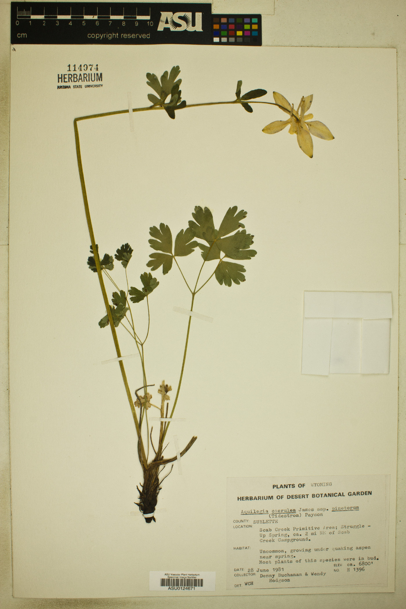 Aquilegia coerulea var. pinetorum image