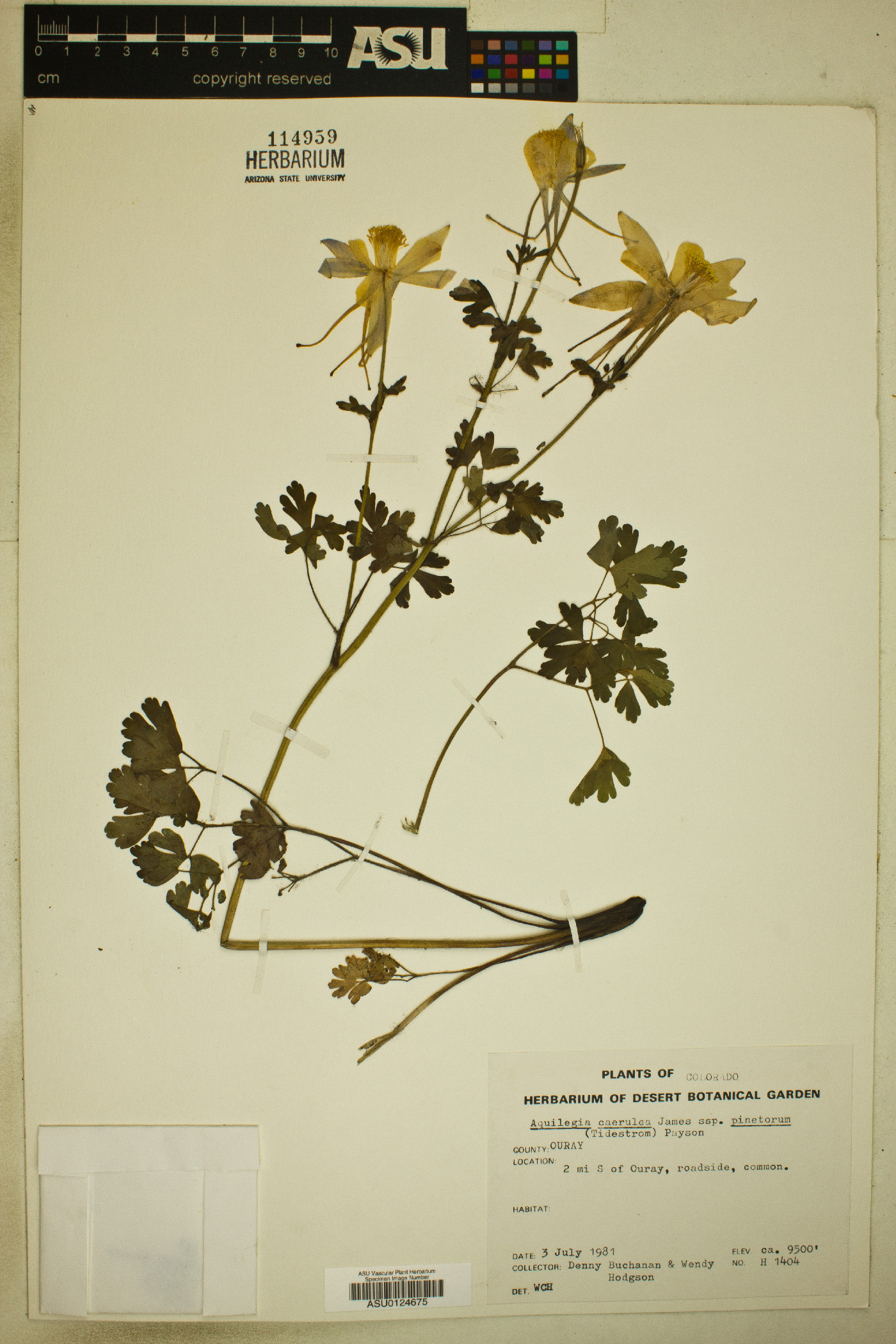 Aquilegia coerulea var. pinetorum image