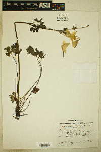 Aquilegia coerulea var. pinetorum image