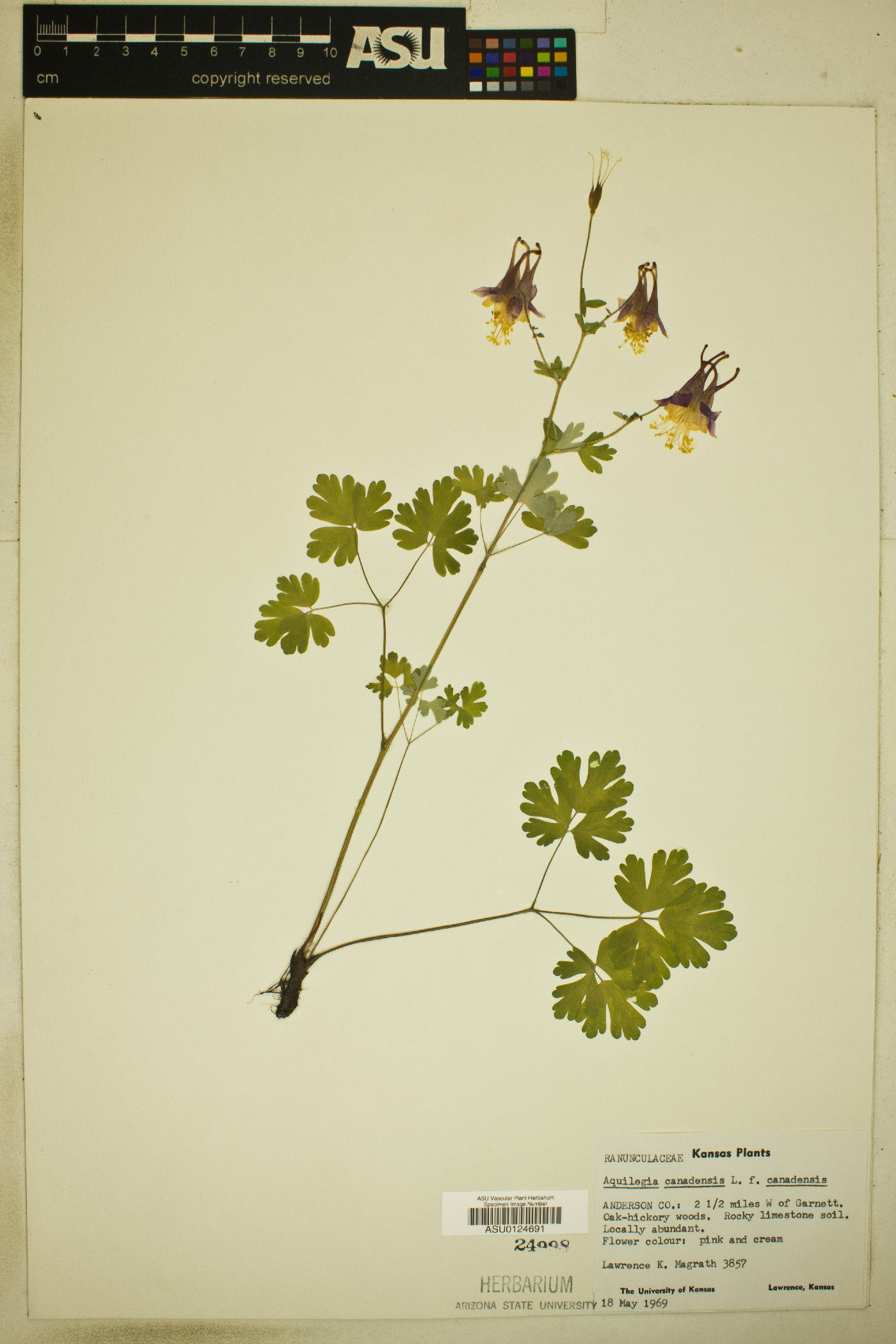Aquilegia canadensis var. canadensis image