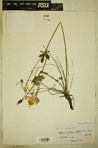 Aquilegia coerulea image