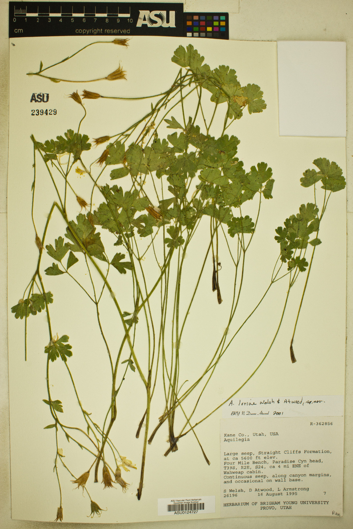 Aquilegia loriae image