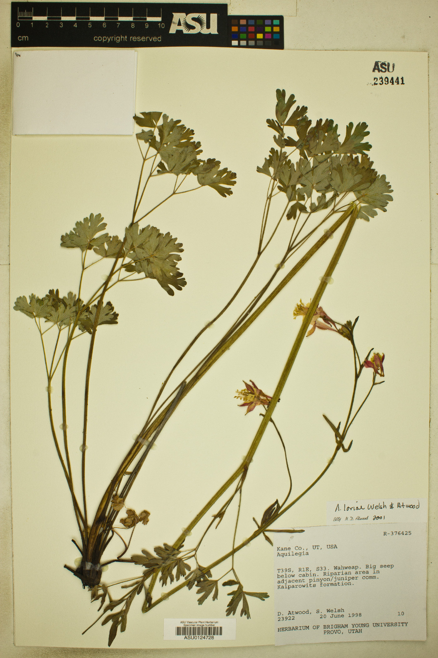 Aquilegia loriae image