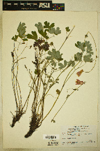 Aquilegia triternata image