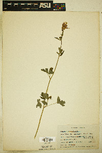 Aquilegia truncata image