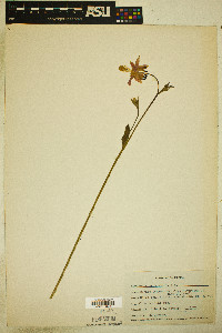 Aquilegia truncata image